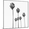 Palm Sky Black, 2024-Alex Hanson-Mounted Art Print