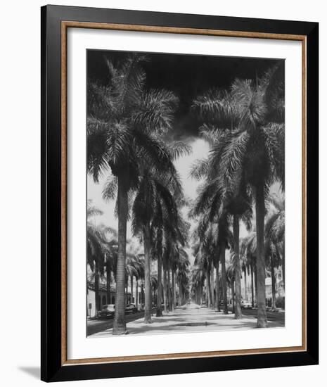 Palm Street-Adam Brock-Framed Giclee Print