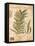 Palm Study I-Deborah Devellier-Framed Stretched Canvas