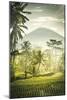 Palm Sunrise-Joseph Eta-Mounted Giclee Print