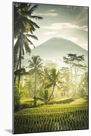 Palm Sunrise-Joseph Eta-Mounted Giclee Print