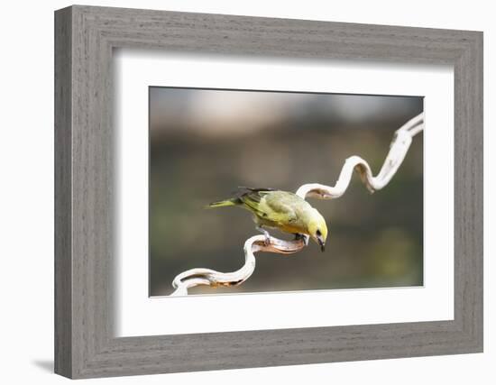 Palm Tanager (Thraupis Palmarum), Pantanal, Mato Grosso, Brazil, South America-G&M Therin-Weise-Framed Photographic Print