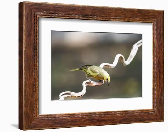 Palm Tanager (Thraupis Palmarum), Pantanal, Mato Grosso, Brazil, South America-G&M Therin-Weise-Framed Photographic Print