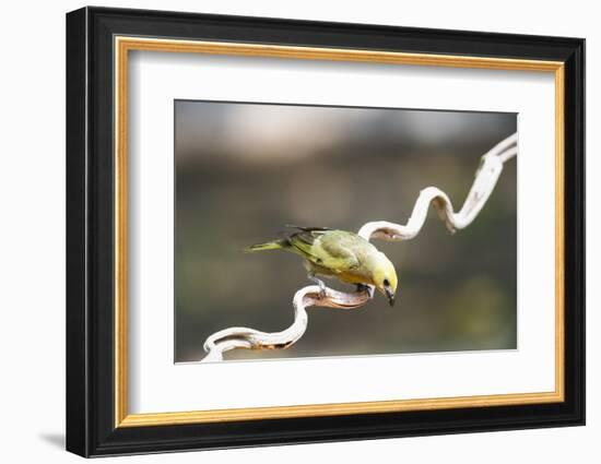 Palm Tanager (Thraupis Palmarum), Pantanal, Mato Grosso, Brazil, South America-G&M Therin-Weise-Framed Photographic Print