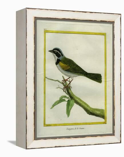 Palm Tanager-Georges-Louis Buffon-Framed Premier Image Canvas