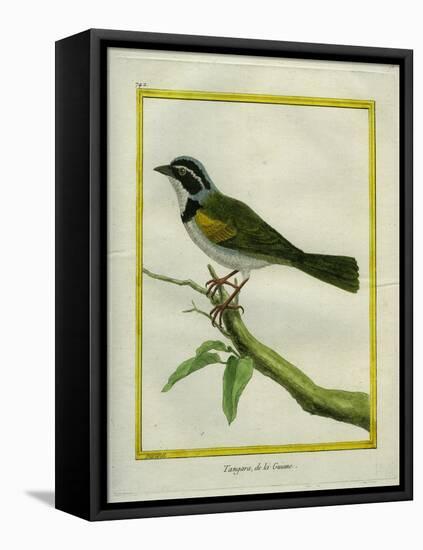 Palm Tanager-Georges-Louis Buffon-Framed Premier Image Canvas