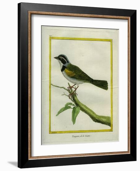 Palm Tanager-Georges-Louis Buffon-Framed Giclee Print