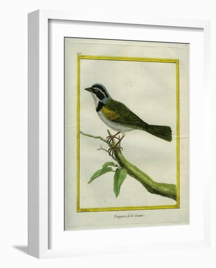 Palm Tanager-Georges-Louis Buffon-Framed Giclee Print