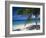 Palm Tee and Beach, Grand Anse Beach, Grenada, Windward Islands, Caribbean, West Indies-John Miller-Framed Photographic Print