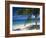 Palm Tee and Beach, Grand Anse Beach, Grenada, Windward Islands, Caribbean, West Indies-John Miller-Framed Photographic Print