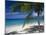 Palm Tee and Beach, Grand Anse Beach, Grenada, Windward Islands, Caribbean, West Indies-John Miller-Mounted Photographic Print
