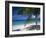 Palm Tee and Beach, Grand Anse Beach, Grenada, Windward Islands, Caribbean, West Indies-John Miller-Framed Photographic Print