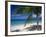 Palm Tee and Beach, Grand Anse Beach, Grenada, Windward Islands, Caribbean, West Indies-John Miller-Framed Photographic Print