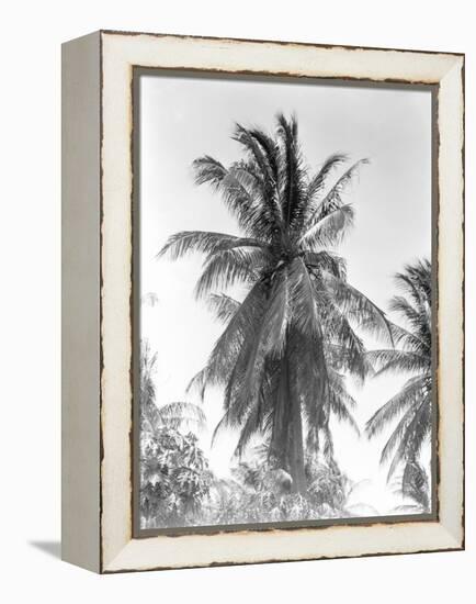 Palm Tree, 1925-Tina Modotti-Framed Premier Image Canvas