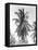Palm Tree, 1925-Tina Modotti-Framed Premier Image Canvas