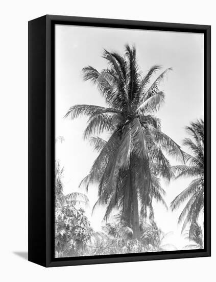 Palm Tree, 1925-Tina Modotti-Framed Premier Image Canvas