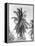 Palm Tree, 1925-Tina Modotti-Framed Premier Image Canvas