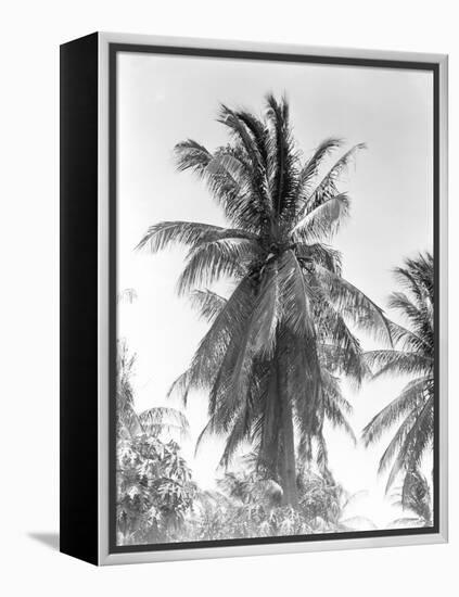 Palm Tree, 1925-Tina Modotti-Framed Premier Image Canvas