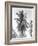 Palm Tree, 1925-Tina Modotti-Framed Giclee Print