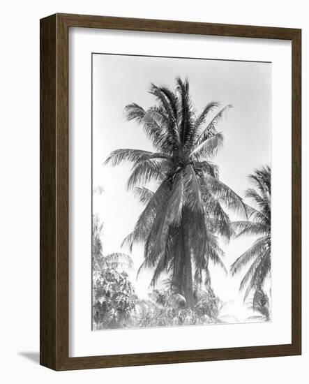 Palm Tree, 1925-Tina Modotti-Framed Giclee Print