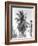 Palm Tree, 1925-Tina Modotti-Framed Giclee Print