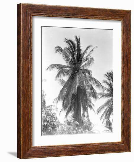 Palm Tree, 1925-Tina Modotti-Framed Giclee Print