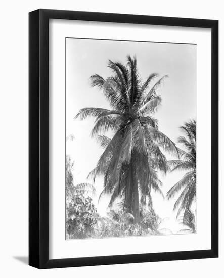 Palm Tree, 1925-Tina Modotti-Framed Giclee Print