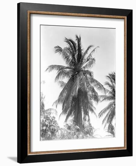 Palm Tree, 1925-Tina Modotti-Framed Giclee Print