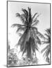 Palm Tree, 1925-Tina Modotti-Mounted Giclee Print