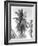 Palm Tree, 1925-Tina Modotti-Framed Giclee Print