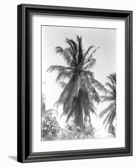 Palm Tree, 1925-Tina Modotti-Framed Giclee Print