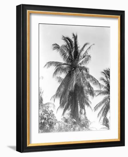 Palm Tree, 1925-Tina Modotti-Framed Giclee Print