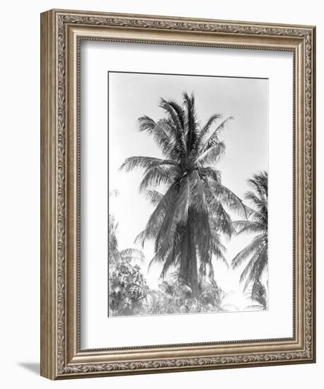 Palm Tree, 1925-Tina Modotti-Framed Giclee Print