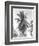 Palm Tree, 1925-Tina Modotti-Framed Giclee Print