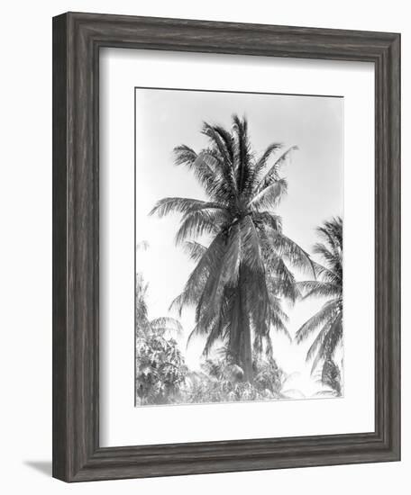 Palm Tree, 1925-Tina Modotti-Framed Giclee Print