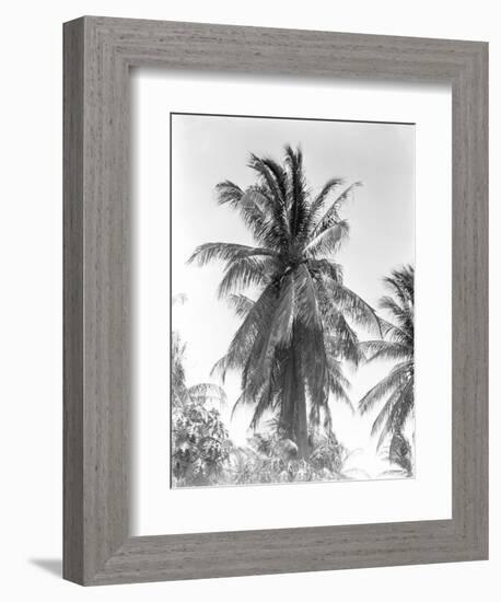 Palm Tree, 1925-Tina Modotti-Framed Giclee Print