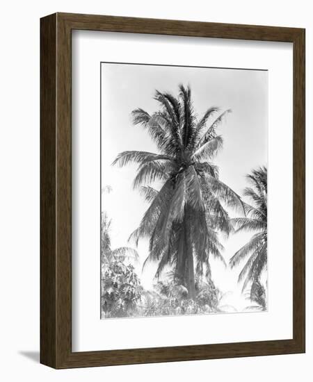 Palm Tree, 1925-Tina Modotti-Framed Giclee Print