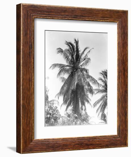 Palm Tree, 1925-Tina Modotti-Framed Giclee Print