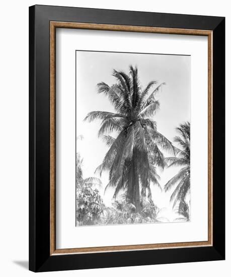 Palm Tree, 1925-Tina Modotti-Framed Giclee Print