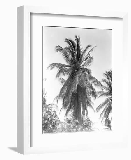 Palm Tree, 1925-Tina Modotti-Framed Giclee Print