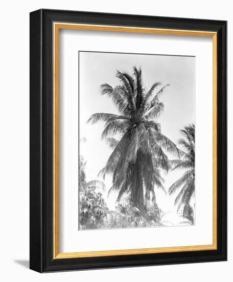 Palm Tree, 1925-Tina Modotti-Framed Giclee Print