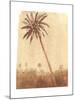 Palm Tree, 2015-Lincoln Seligman-Mounted Giclee Print
