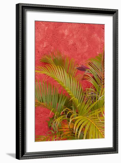 Palm Tree Against Colorful Stucco Wall, Cozumel, Mexico-Lisa S. Engelbrecht-Framed Photographic Print