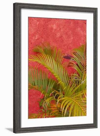 Palm Tree Against Colorful Stucco Wall, Cozumel, Mexico-Lisa S. Engelbrecht-Framed Photographic Print