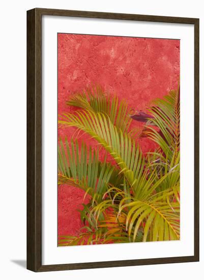 Palm Tree Against Colorful Stucco Wall, Cozumel, Mexico-Lisa S^ Engelbrecht-Framed Photographic Print