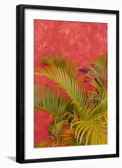 Palm Tree Against Colorful Stucco Wall, Cozumel, Mexico-Lisa S. Engelbrecht-Framed Photographic Print