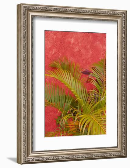 Palm Tree Against Colorful Stucco Wall, Cozumel, Mexico-Lisa S^ Engelbrecht-Framed Photographic Print