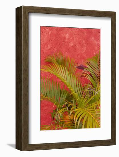 Palm Tree Against Colorful Stucco Wall, Cozumel, Mexico-Lisa S^ Engelbrecht-Framed Photographic Print