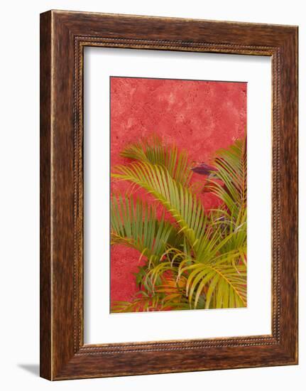 Palm Tree Against Colorful Stucco Wall, Cozumel, Mexico-Lisa S^ Engelbrecht-Framed Photographic Print