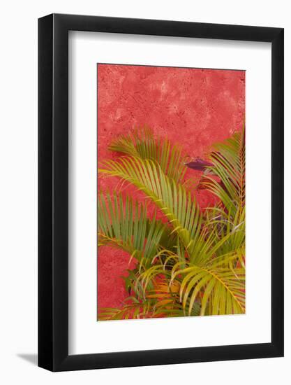 Palm Tree Against Colorful Stucco Wall, Cozumel, Mexico-Lisa S^ Engelbrecht-Framed Photographic Print